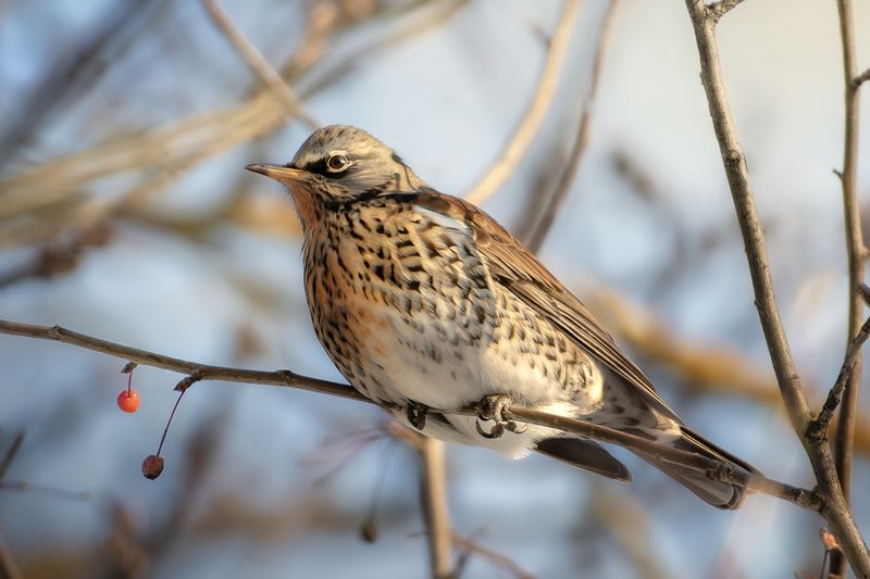 wildlife, birdwatching, nature, bird photography, птица, фотоохота, природа, рябинник, дрозд-рябинник Рябинник греется на солнышкеphoto preview