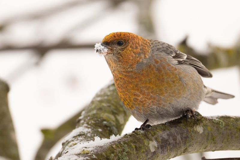 щур, птицы photo preview