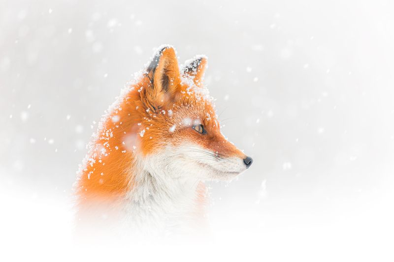 лиса Камчатка С наступающим!!!photo preview