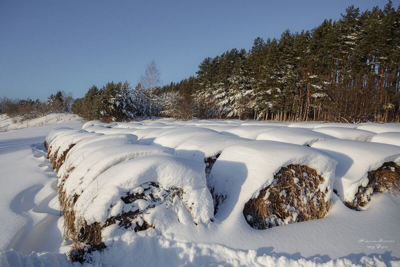 Новогодние роллы заказывали?photo preview