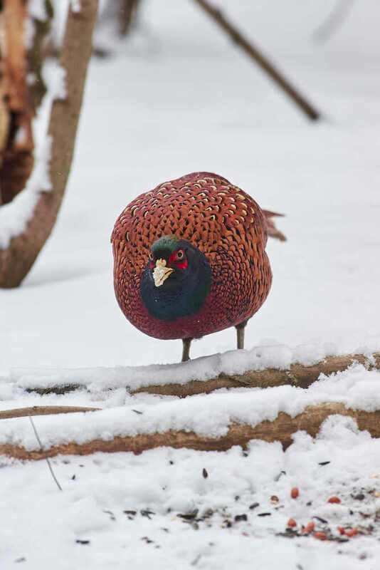 фазан, птицы, волгоград,  Фазанphoto preview