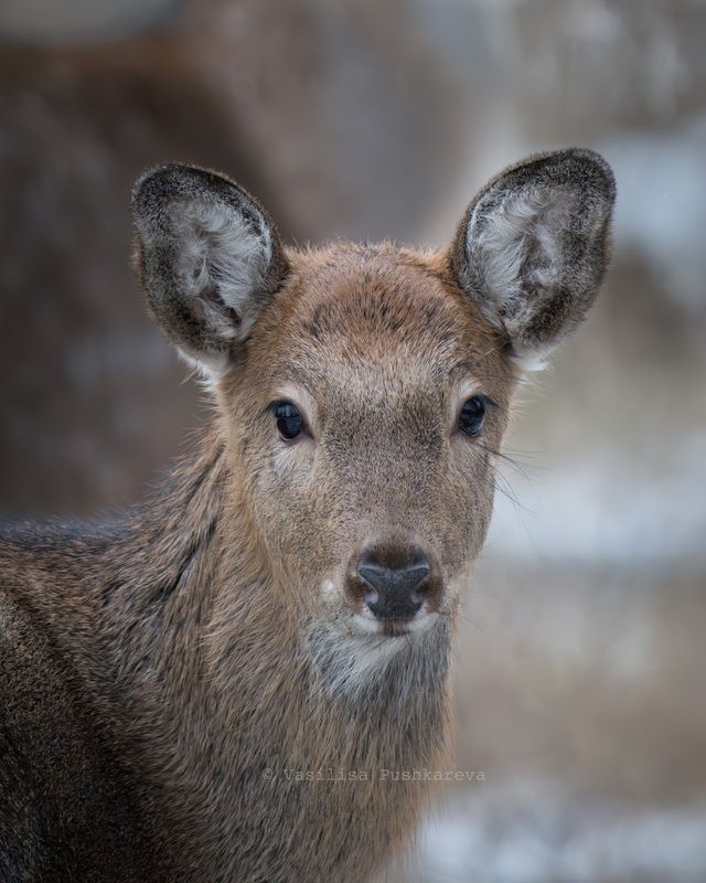 Олень, пятнистый олень Олененок photo preview