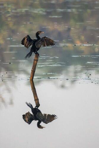 Collection of Bird Behavior photos