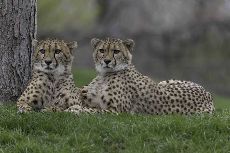 Cheetahphoto preview