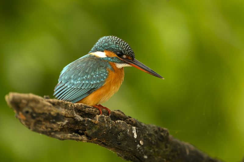 С Новым годом!photo preview