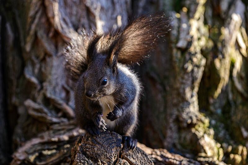 Катерица в паркаphoto preview