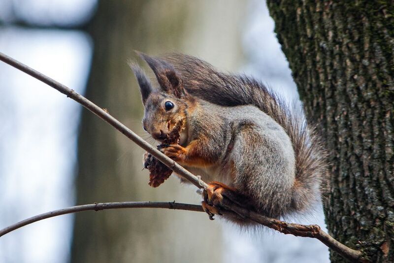 белка, белка обыкновенная, векша, sciurus vulgaris Чьи в лесу шишкиphoto preview