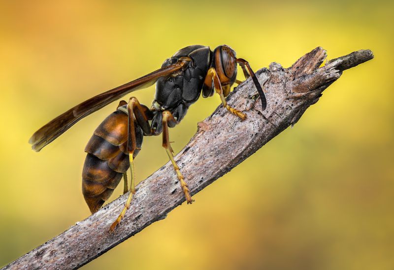 wasp, insect, macro, nature, wild, insects, bee, Perching warriorphoto preview