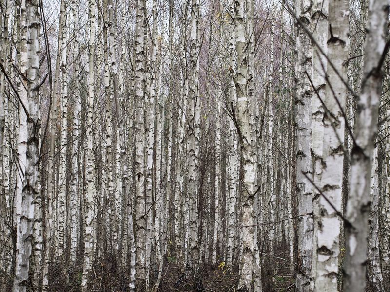 Берёзовые пряткиphoto preview