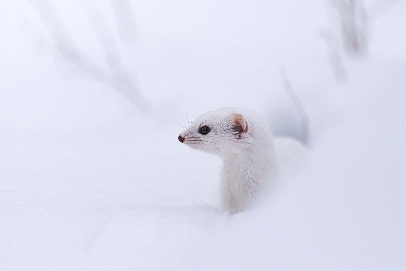 Маленький охотникphoto preview