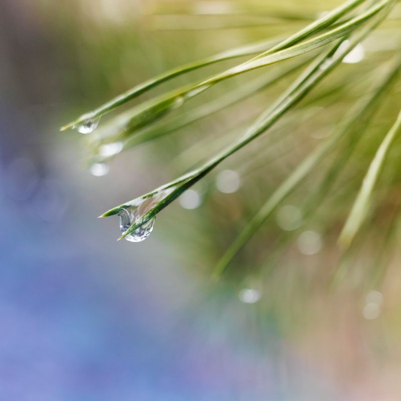 лес, хвоя, капли Лесная зарисовкаphoto preview