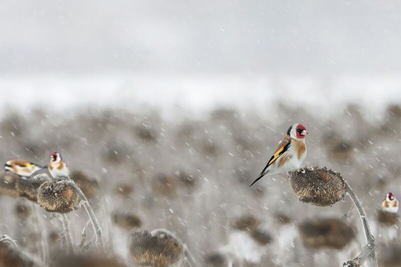 природа На подсолнухеphoto preview