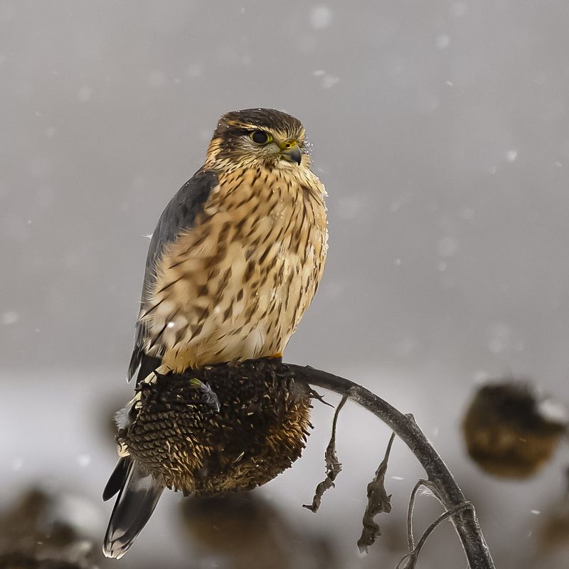 природа Дербникphoto preview