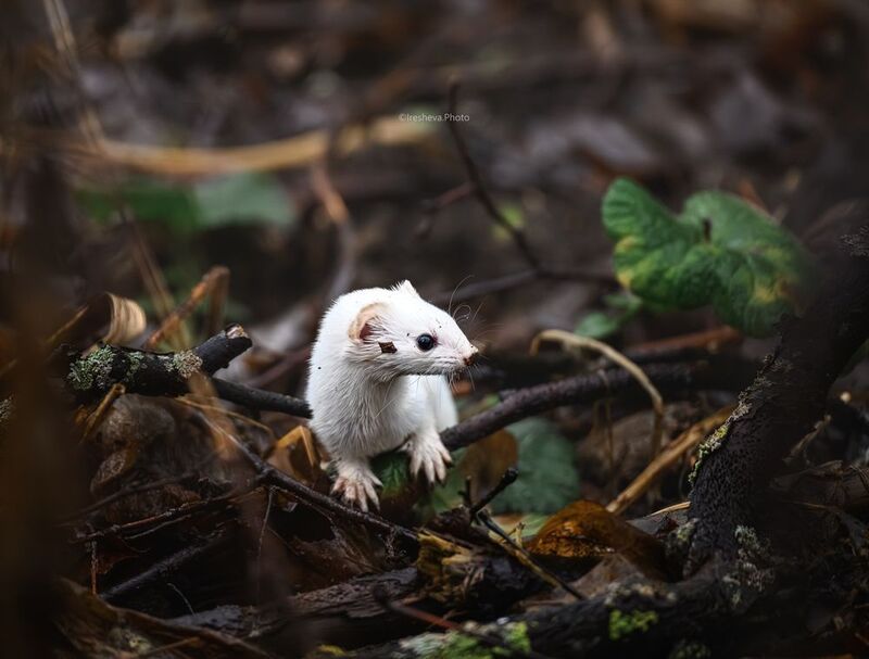 Ласка Ласкаphoto preview