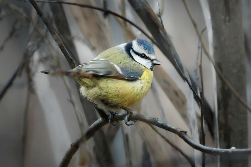 wildlife, birdwatching, nature, bird photography, птица, фотоохота, природа, лазоревка, синица Лазоревкаphoto preview