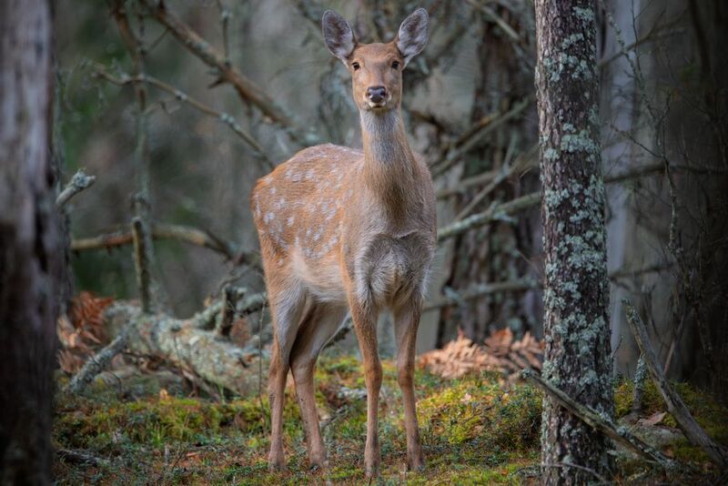 олень, пятнистый олень, Тихое знакомствоphoto preview