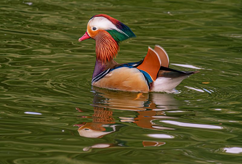 Мандаринка фото превью