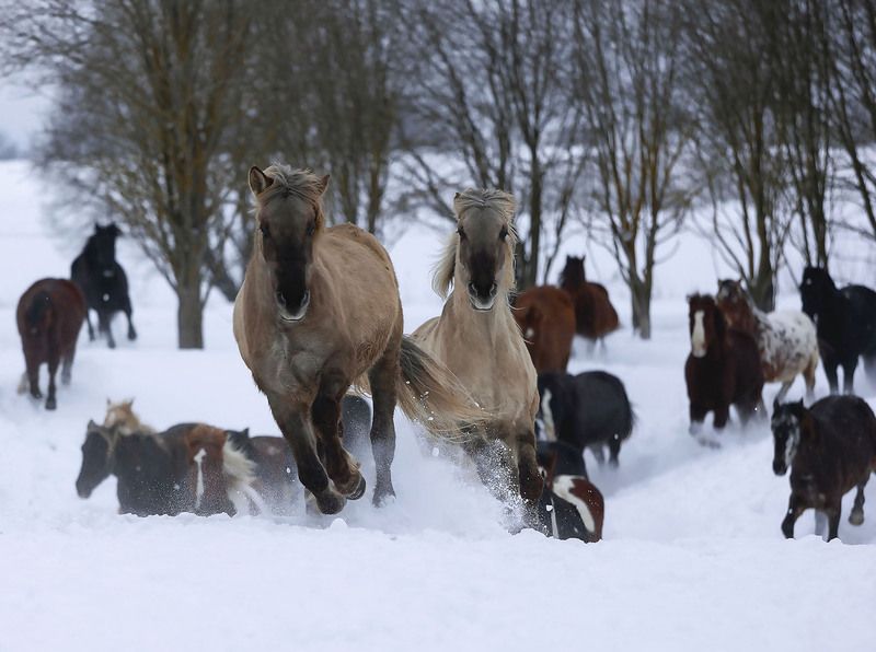 Вольный табунphoto preview
