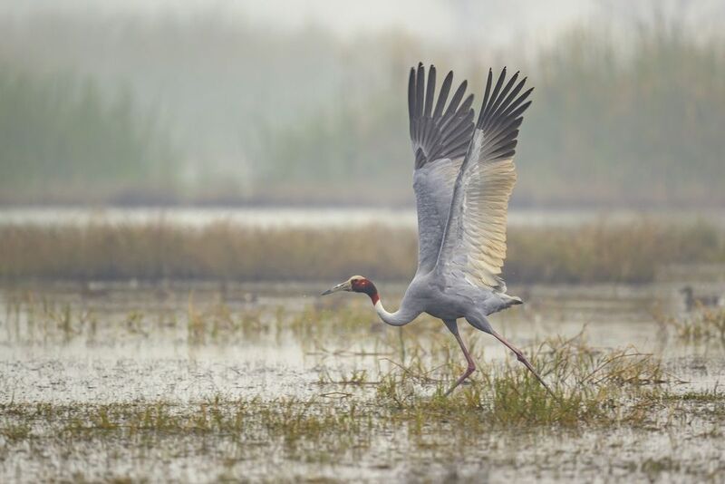 Индийский журавльphoto preview