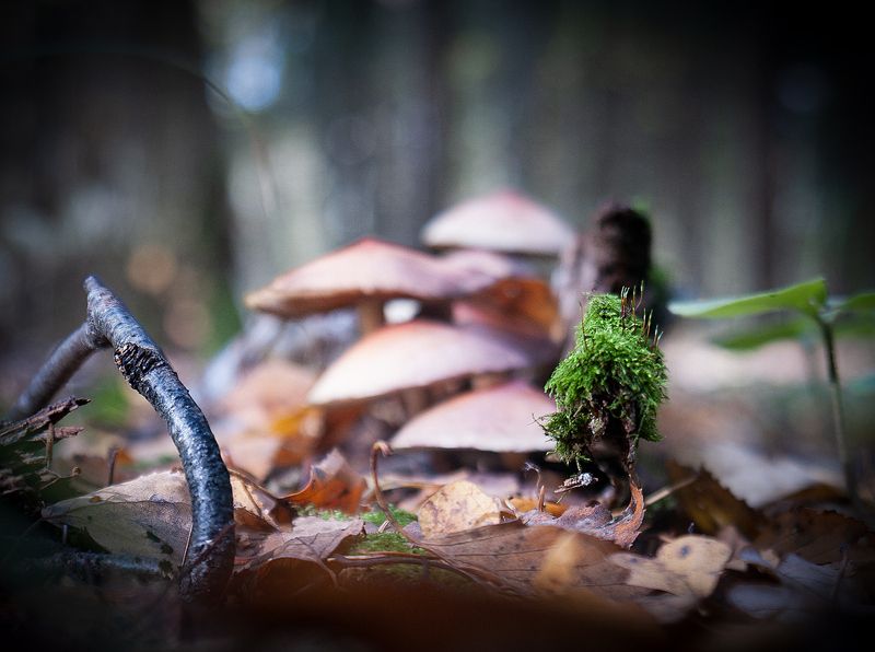 природа ***photo preview