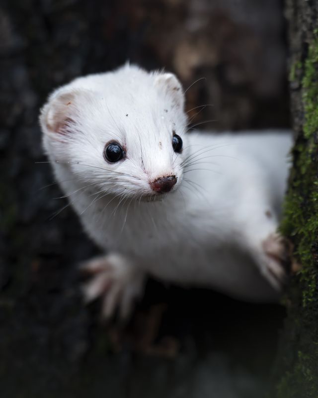Обыкновенная ласка (Mustela nivalis) photo preview