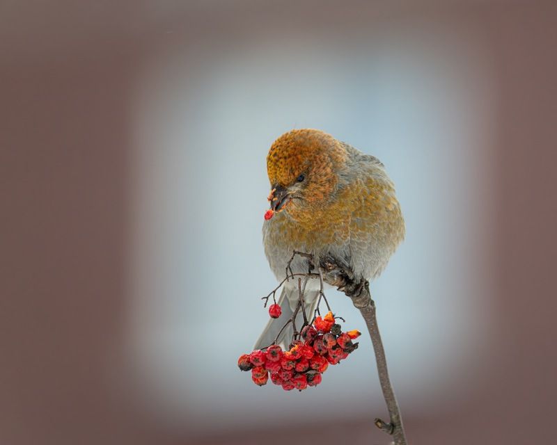 щур, птицы photo preview