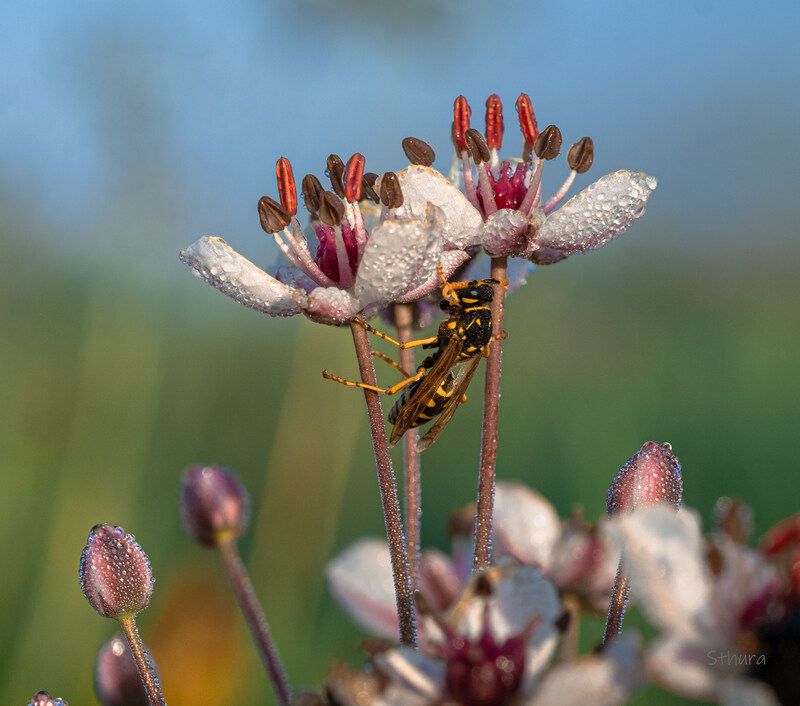 цветы роса оса природа Спит оса.photo preview