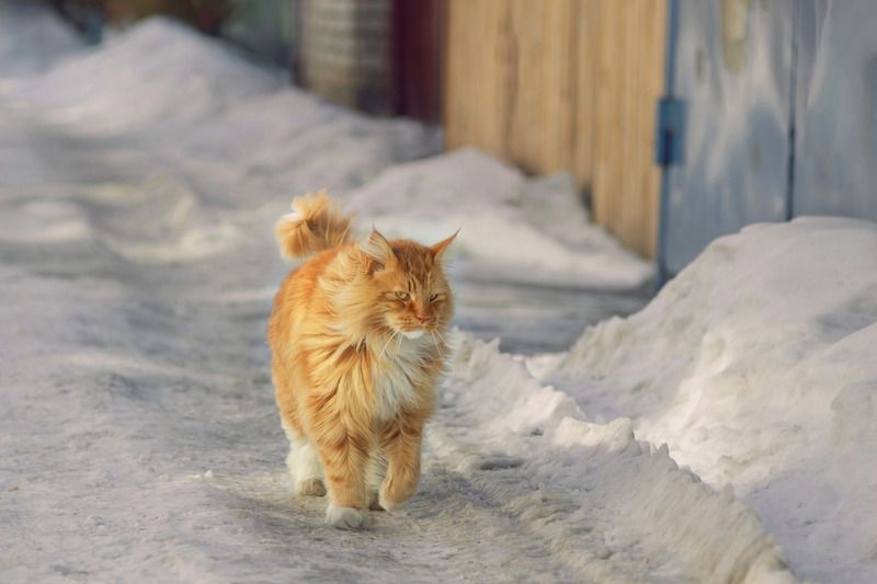 мейн-кун. Приближаетсяphoto preview