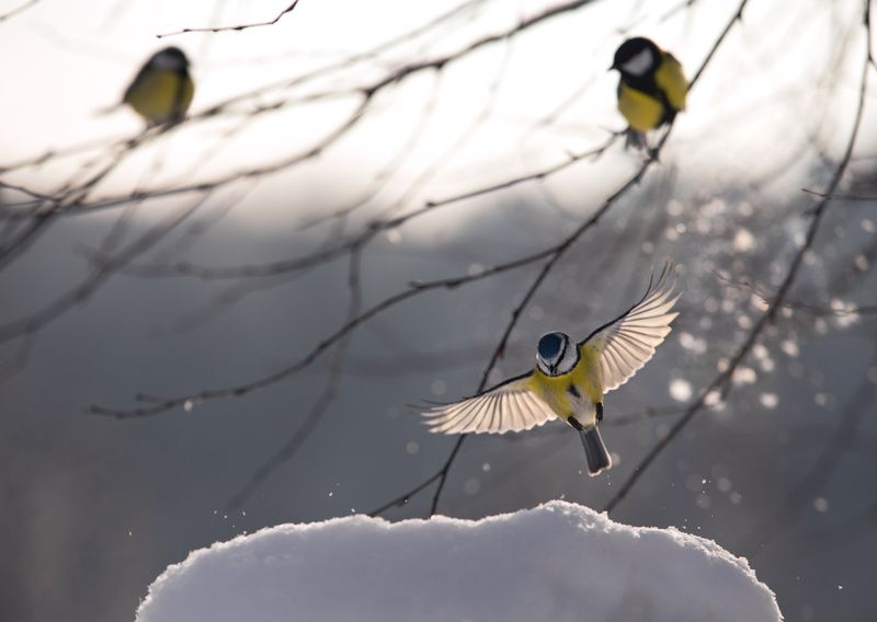 лес, свет, утро, природа, синица, птицы ***photo preview