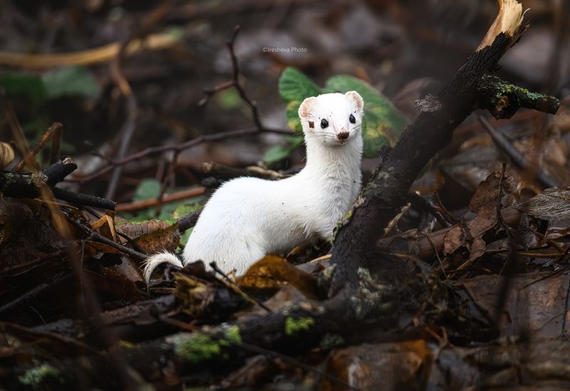 Ласка Ласочкаphoto preview