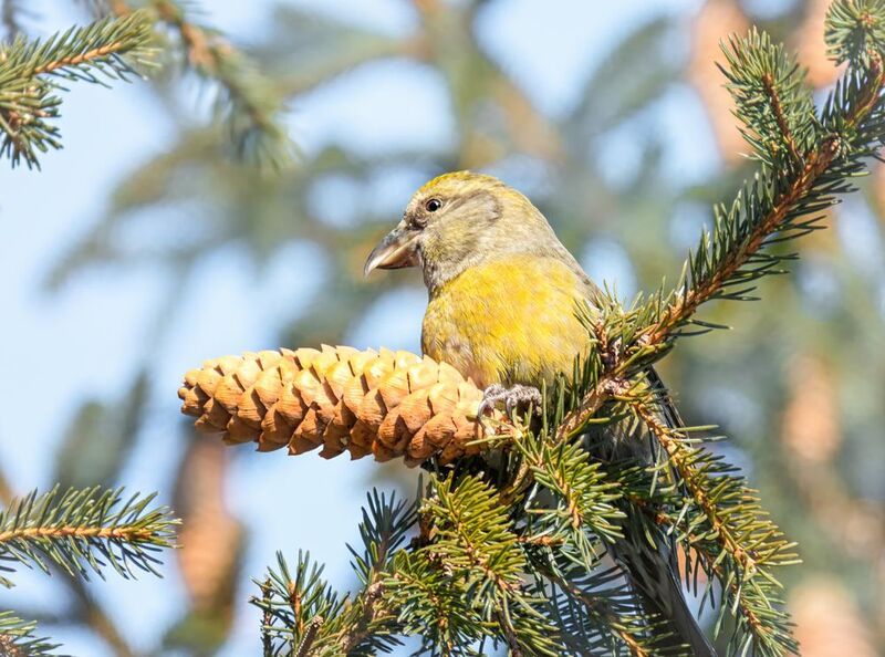 птица, клёст, еловик, клёст - еловикphoto preview
