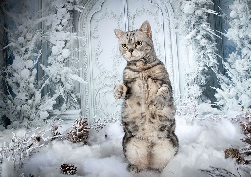 праздник,новый год, сat, кошка, животные, кошки,  новый год, американский короткошерстный кот, american shorthair cat, матильда, ragdoll cat Happy New Year! Котики к Праздникам! С Новым Годом!photo preview