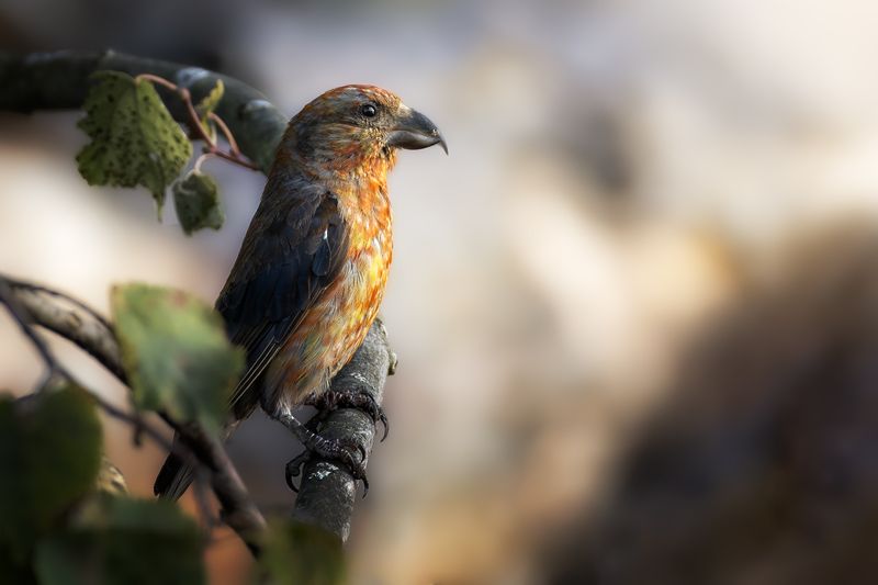 wildlife, birdwatching, nature, bird photography, птица, фотоохота, природа, клест, клест-еловик Клест-еловик photo preview