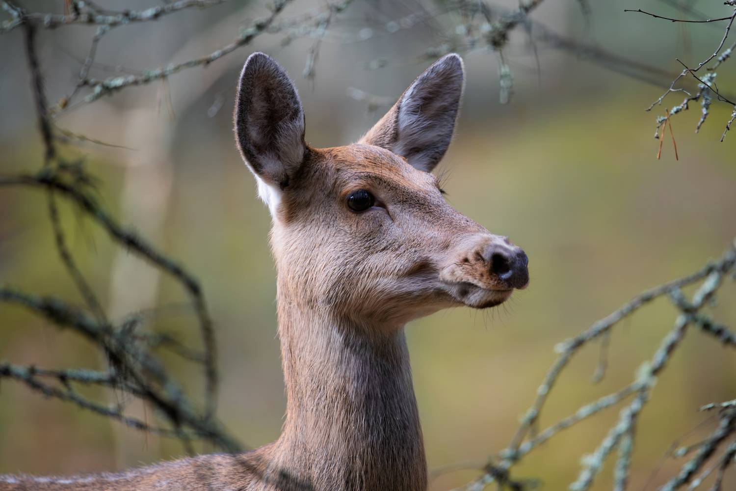 олень, пятнистый олень,, Дмитрий Федорако