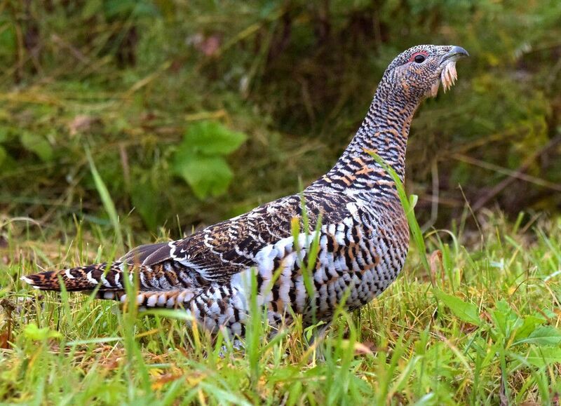 капалуха, самка глухаря Таежная курочкаphoto preview