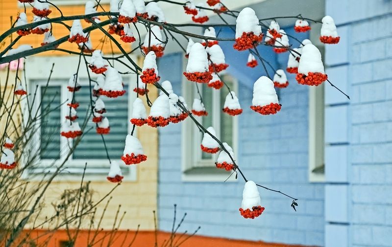 Снежный Новый годphoto preview