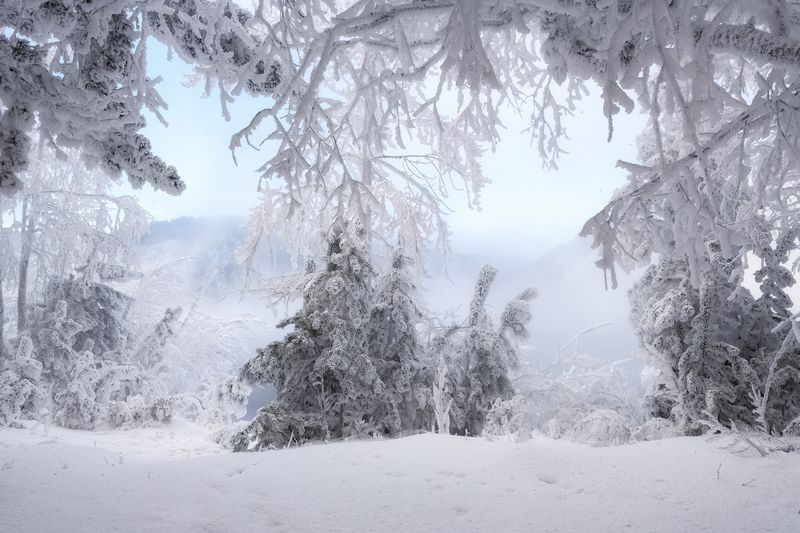 зима, мороз, иней, сибирь, енисей, ели Сказка зимнего лесаphoto preview