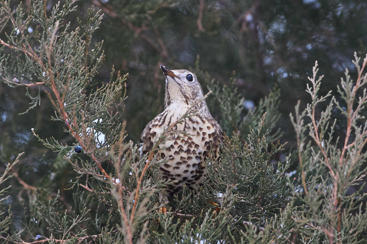 Деряба. Автор: Павел Сторчилов деряба, птицы, волгоград, , Павел Сторчилов