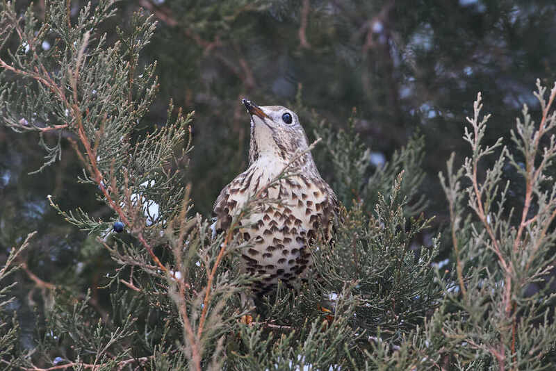 деряба, птицы, волгоград,  Дерябаphoto preview
