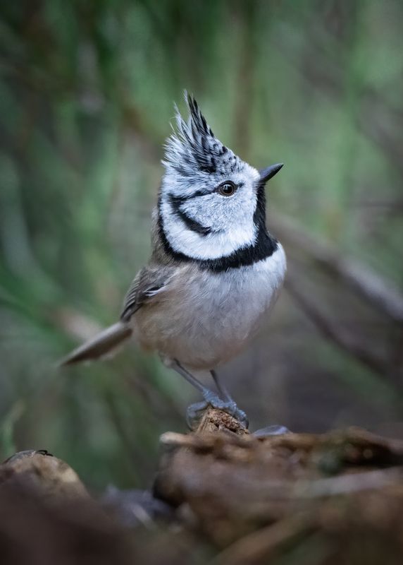 Рядовой гренадёр Лейб-гваридии Черноголовского полка)))photo preview