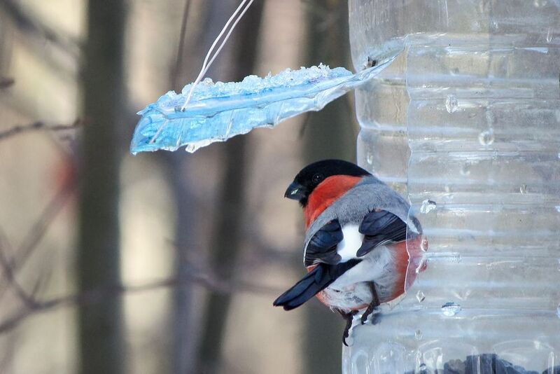 снегирь, обыкновенный снегир, pyrrhula pyrrhula Снегирь (Pyrrhula pyrrhula)photo preview