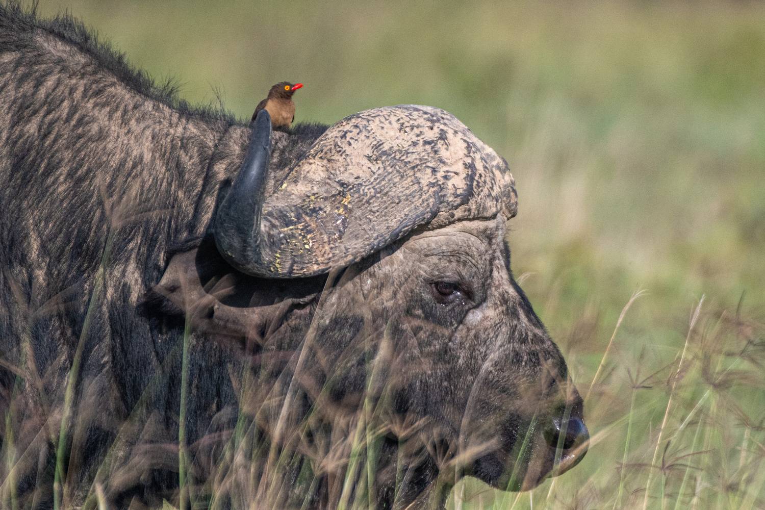 , Николаев Дмитрий