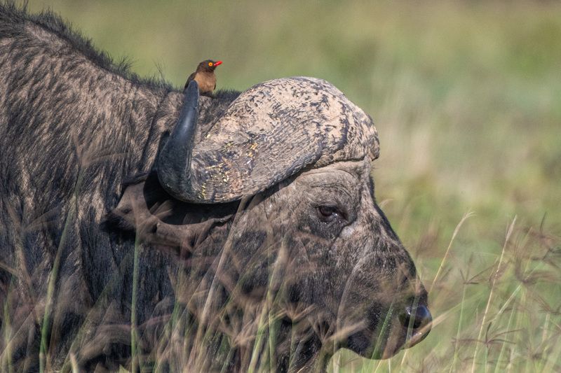 Буйвол с птичкой.photo preview