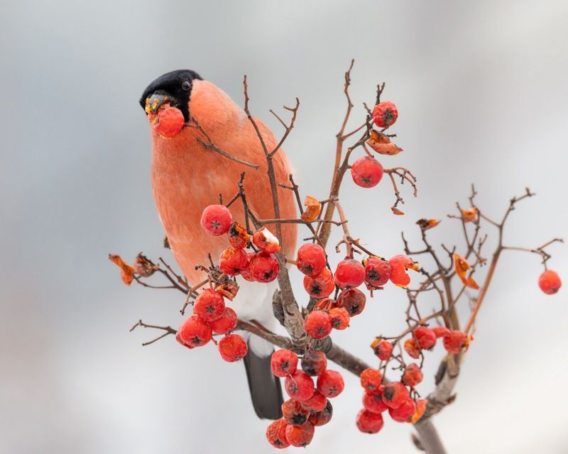 снегирь, рябина, птицы photo preview