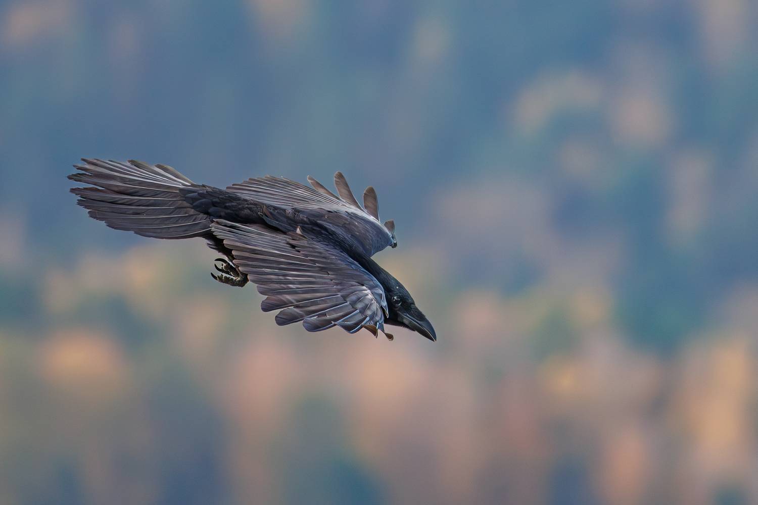 , Николай Попов