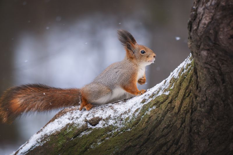animal, nature, rodent, mammal, cute, outdoors, forest, fur, snow, winter, squirrel, белка, зима, природа, животные Рыжий огонёкphoto preview