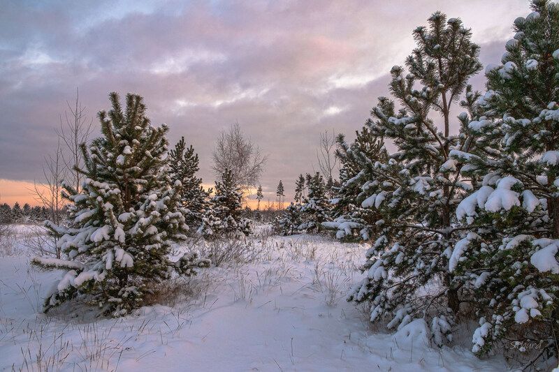 зима лес рассвет природа пейзаж В зимнем лесу.photo preview