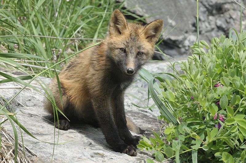 лиса Лисёнокphoto preview