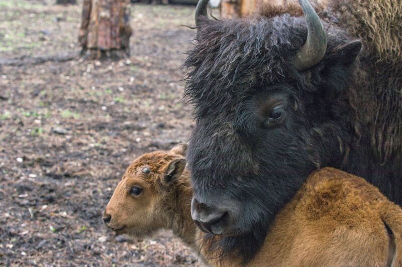 Лесные бизоныphoto preview