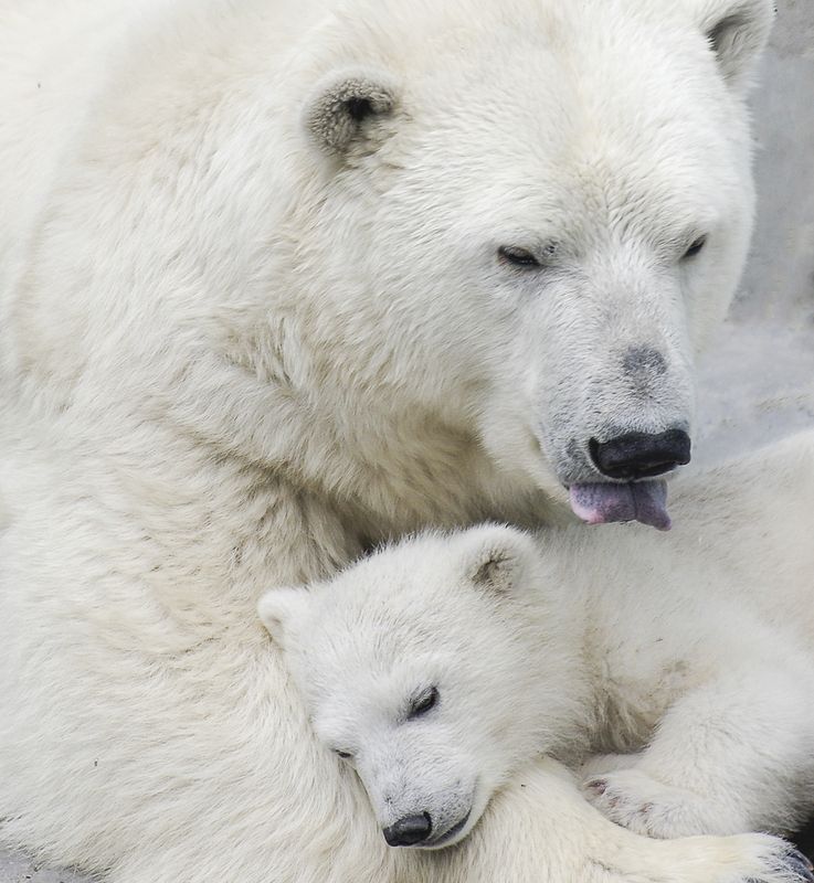 Белые медведиphoto preview